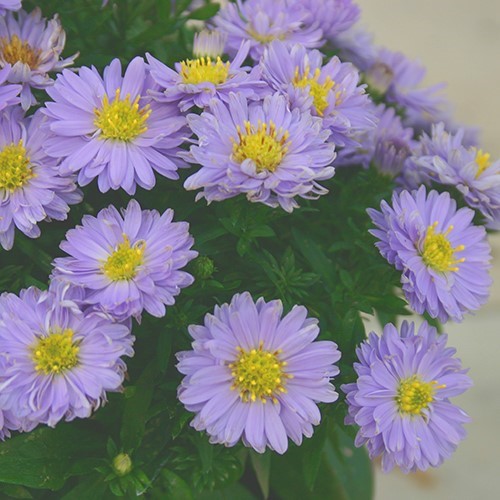 Aster alpinus 'Goliath'