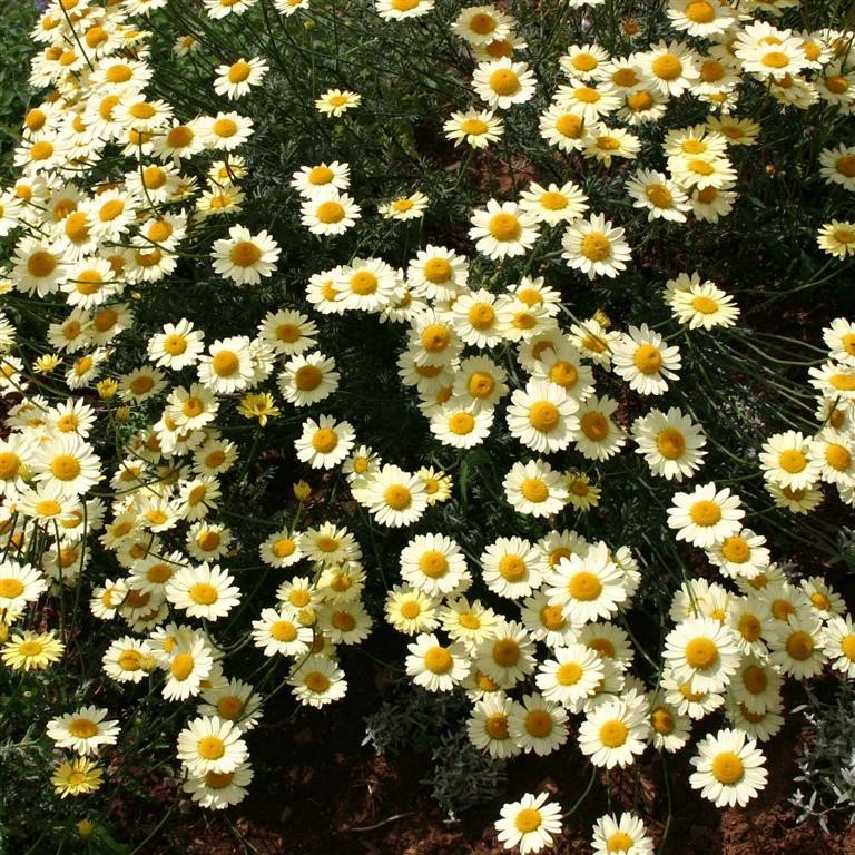 Anthemis tinctoria 'E.C. Buxton'