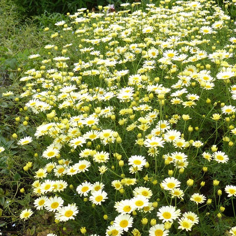 Anthemis tinctoria 'Lemon Ice'