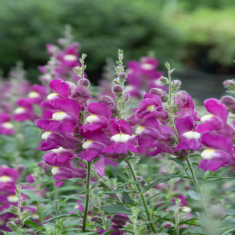 Antirrhinum 'Shiryu Kiss' (P)