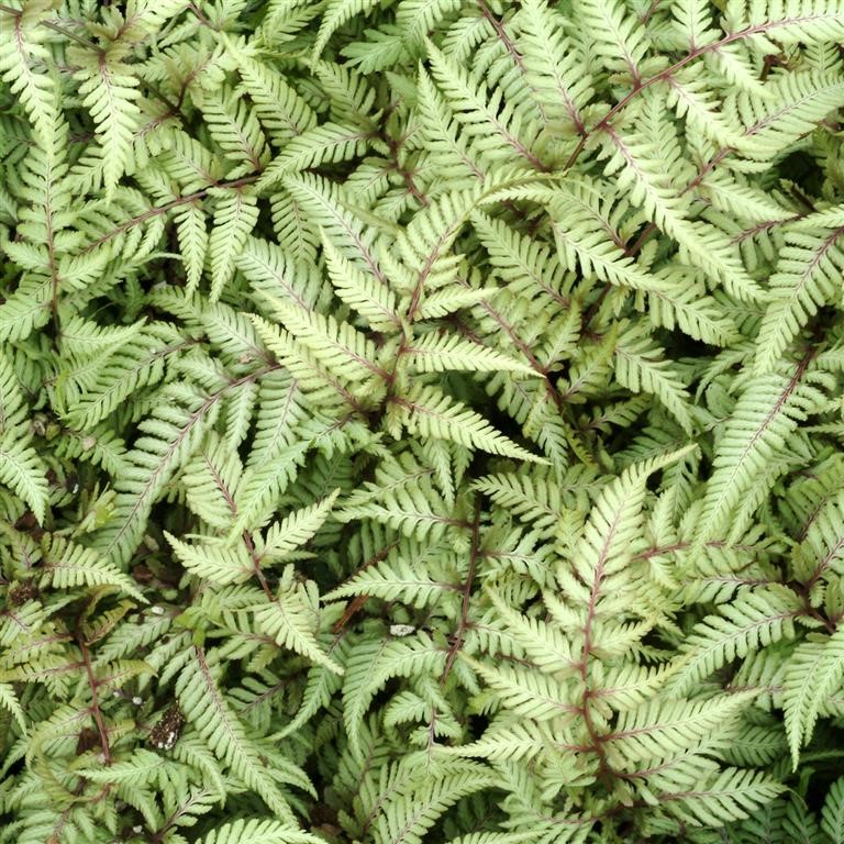 Athyrium niponicum 'Pictum' (Japanese Painted Fern)