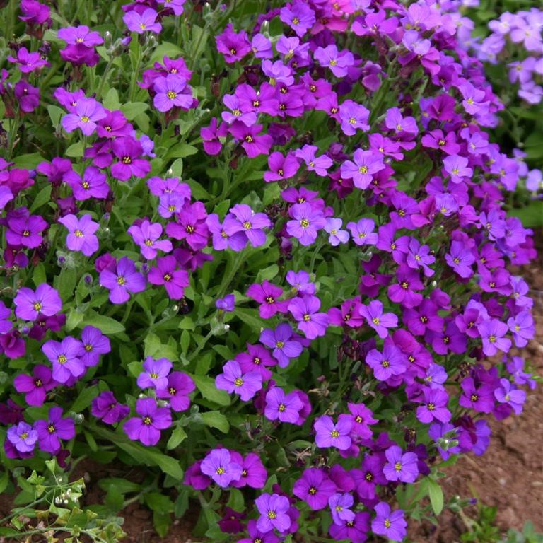 Aubrieta 'Royal Blue'