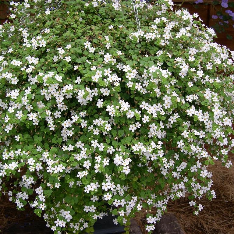 Sutera 'Snowflake' (Bacopa)