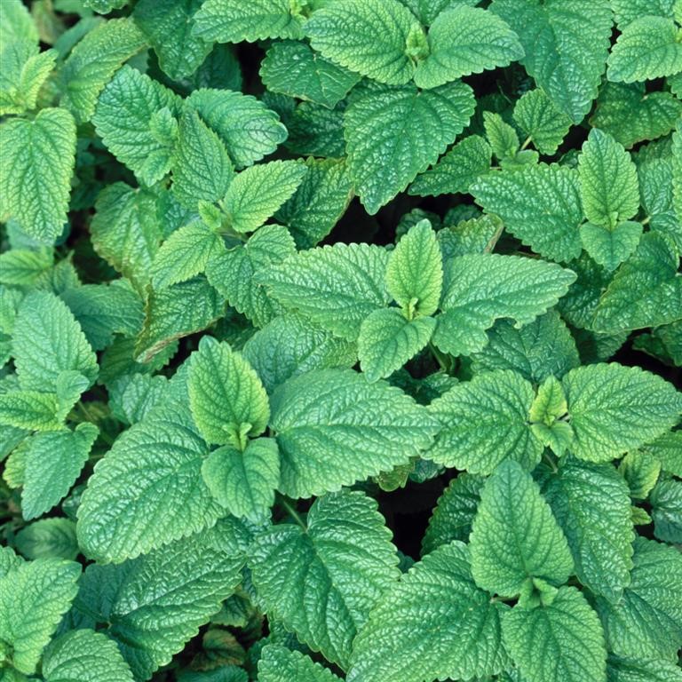 Melissa officinalis (Balm, Lemon)