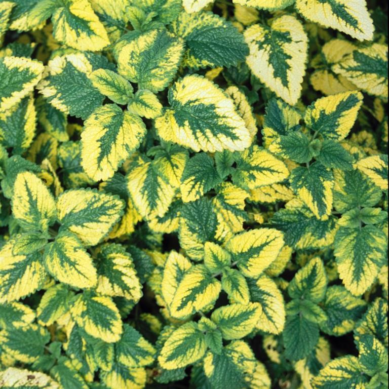 Melissa officinalis 'Variegata' (Balm)