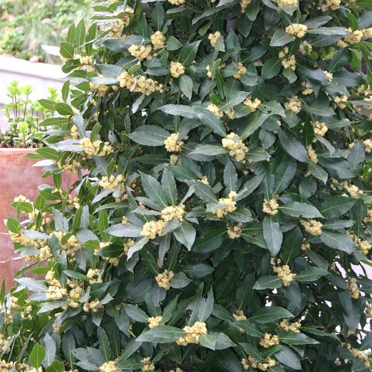 Laurus nobilis (Bay, Kitchen)