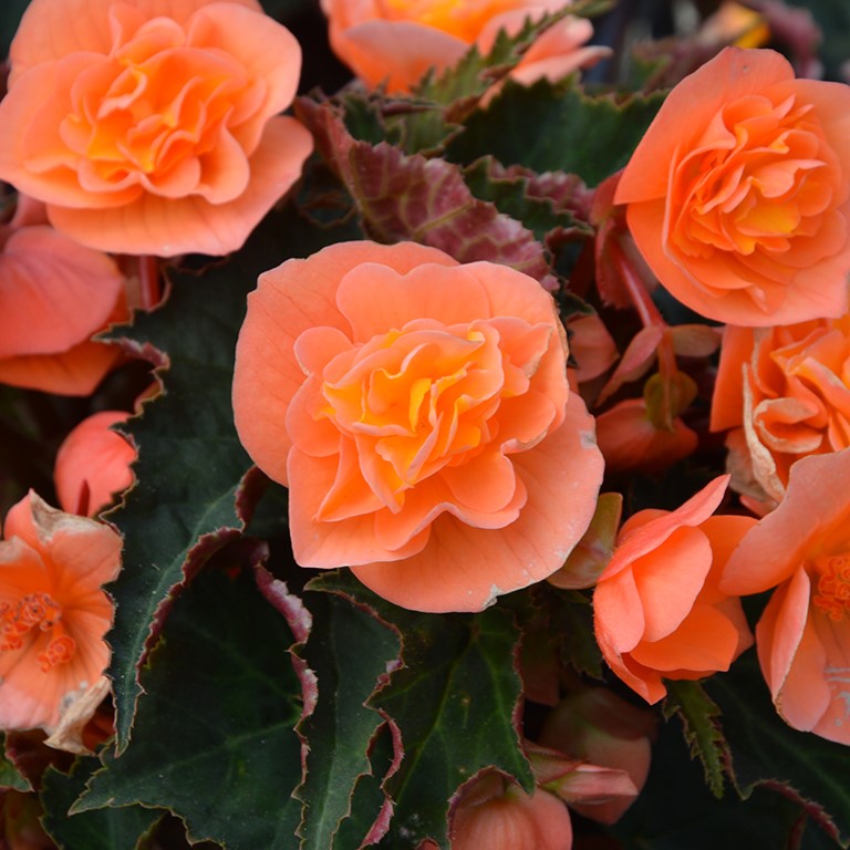Begonia Bellissa� 'Flame' (P)