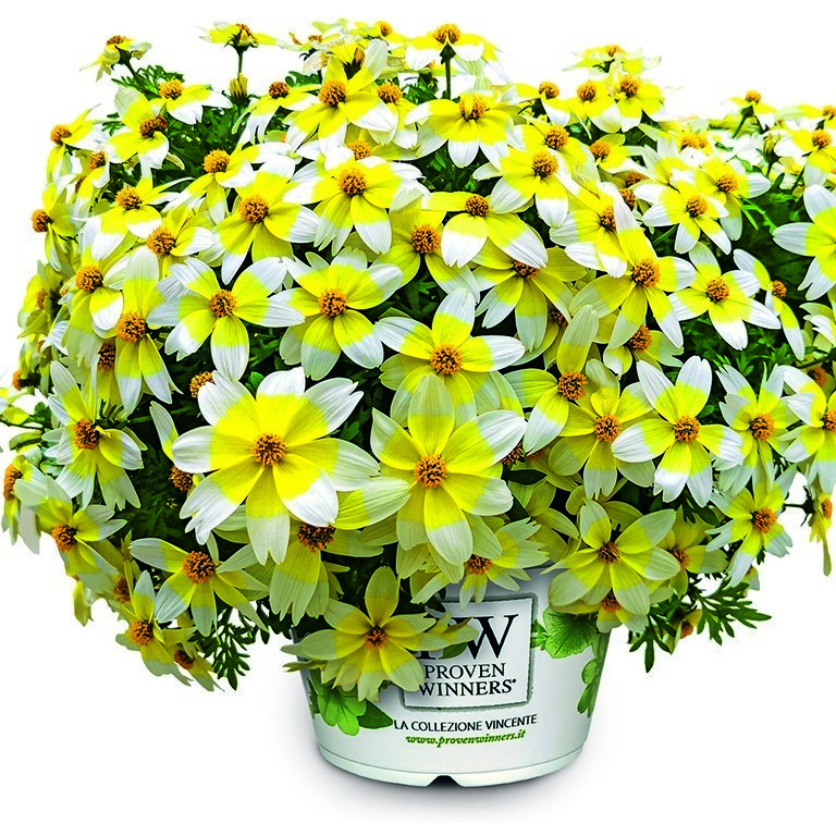 Bidens 'Electric White' (P)