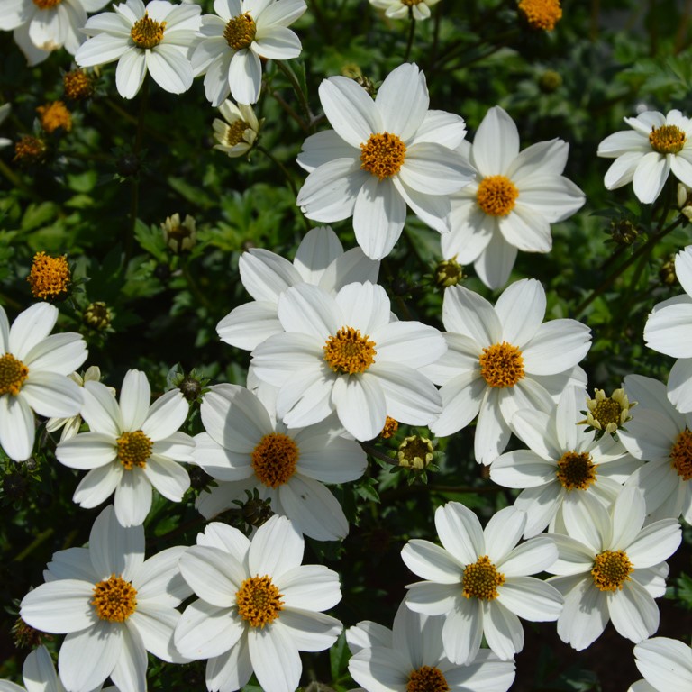 Bidens 'Spicy Ice' (P)