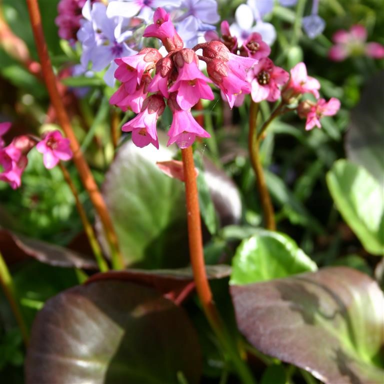 Bergenia 'Eroica'