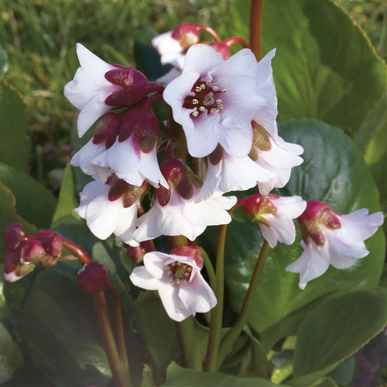 Bergenia 'Harzkristall'