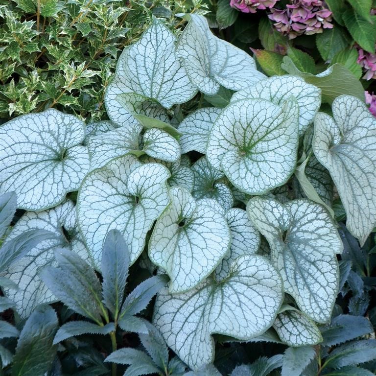 Brunnera 'Alexander's Great' (P)