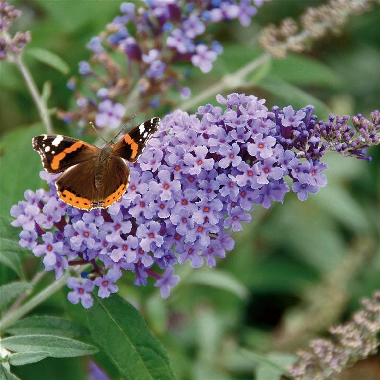 Buddleja Buzz 'Lavender' (VR)