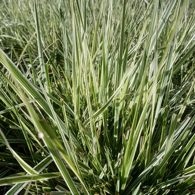 Calamagrostis x acutiflora 'Overdam'