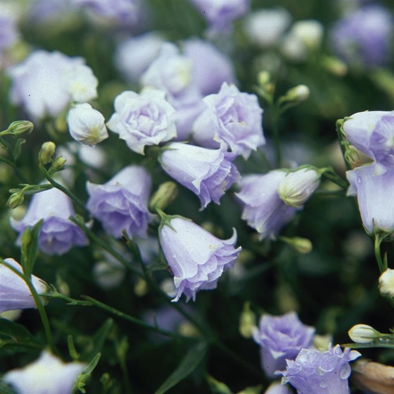 Campanula 'Elizabeth Oliver'