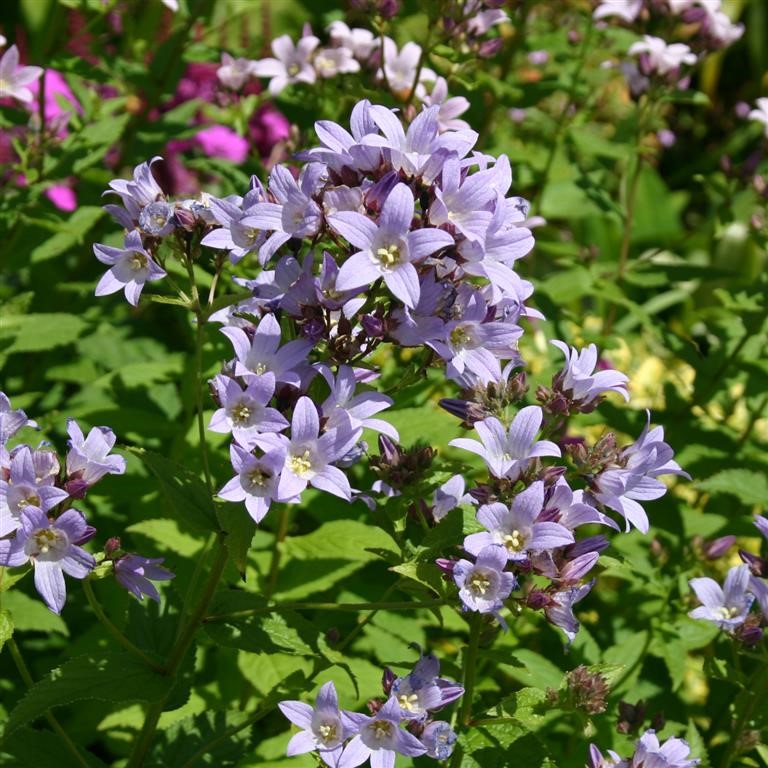 Campanula lactiflora 'Loddon Anna'