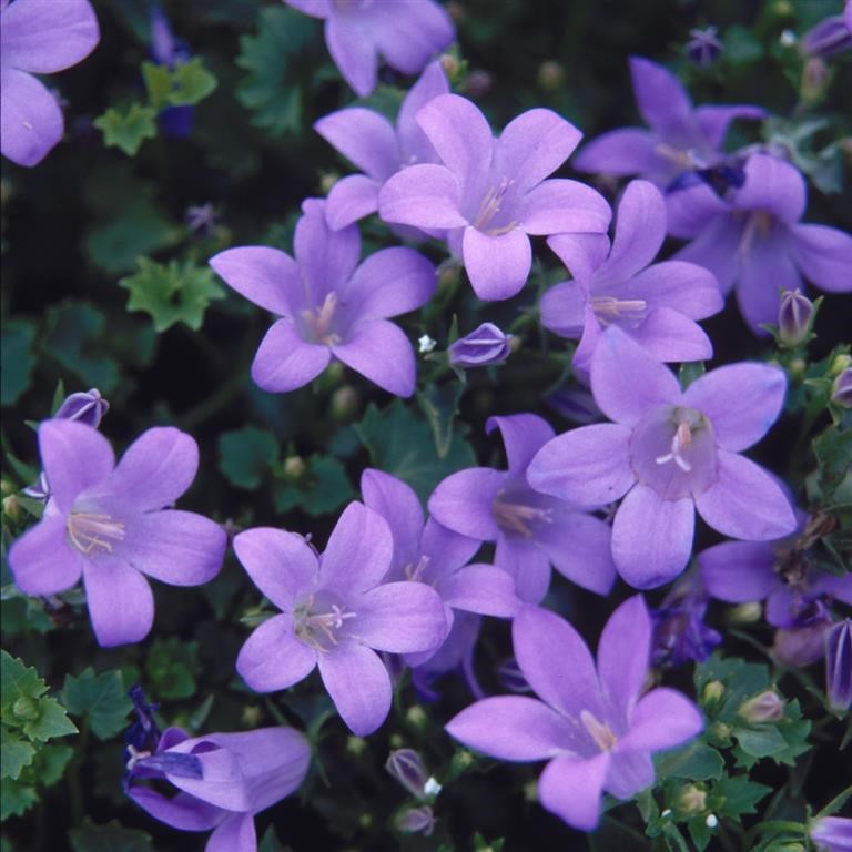 Campanula muralis 'Major'