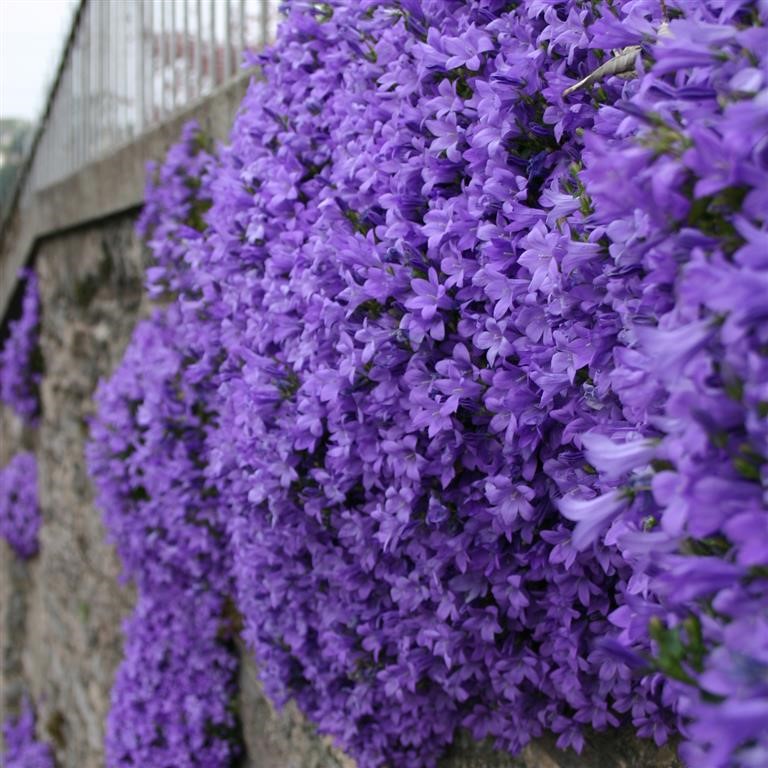 Campanula port. 'Mrs Resholt'