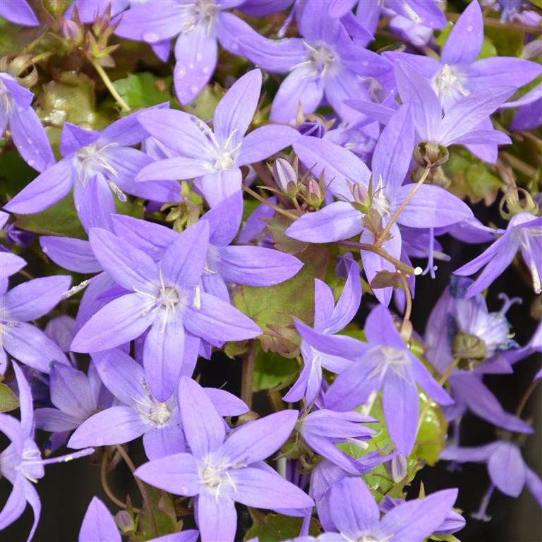 Campanula posch. 'Garden Star' (VR)