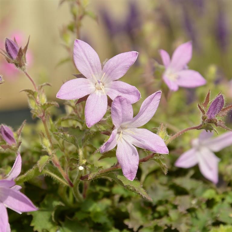 Campanula poscharskyana 'Pinkins' (P)