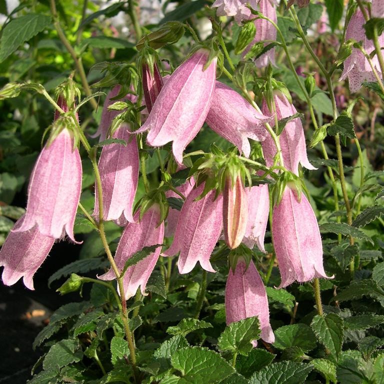 Campanula punctata 'Pink Chimes' (VR)