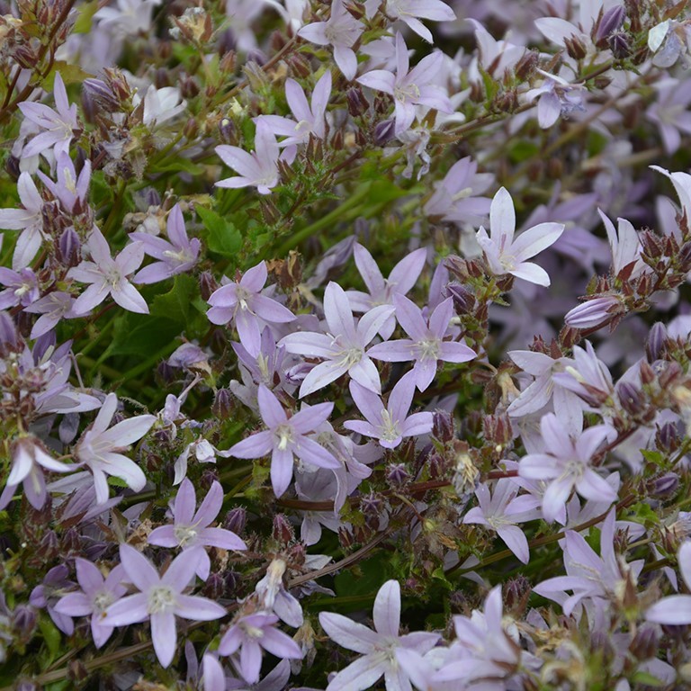 Campanula posch. 'Lisduggan Var'