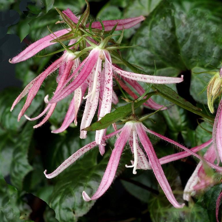 Campanula punctata 'Pink Octopus' (P)