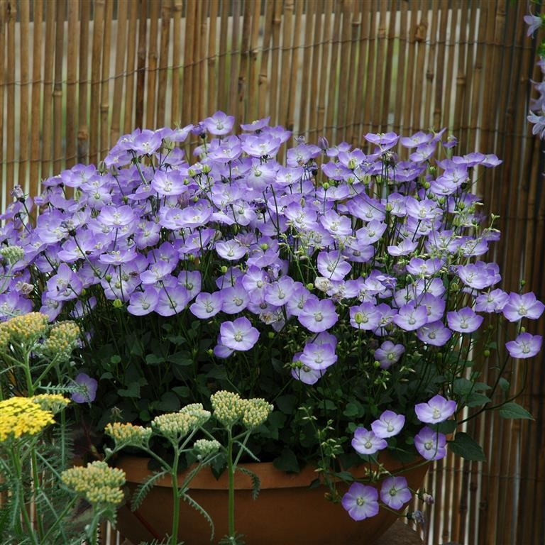 Campanula 'Samantha' (VR)