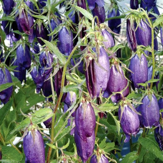 Campanula punctata hybr. 'Sarastro'