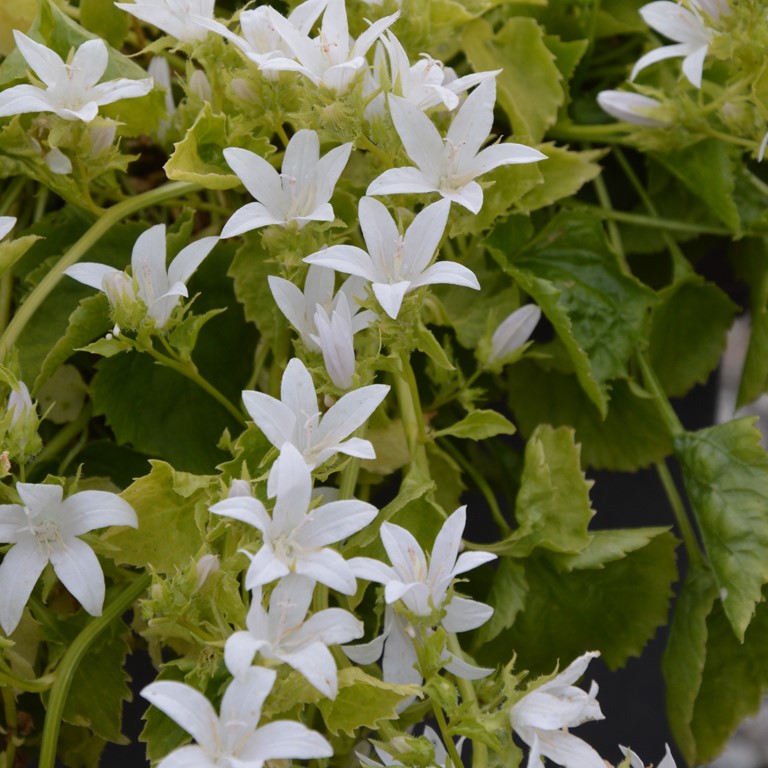 Campanula posch. 'Silver Rain'