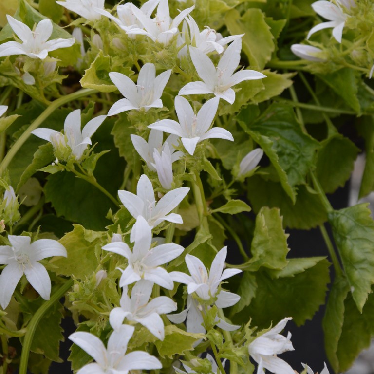 Campanula poscharskyana 'Silver Rain'