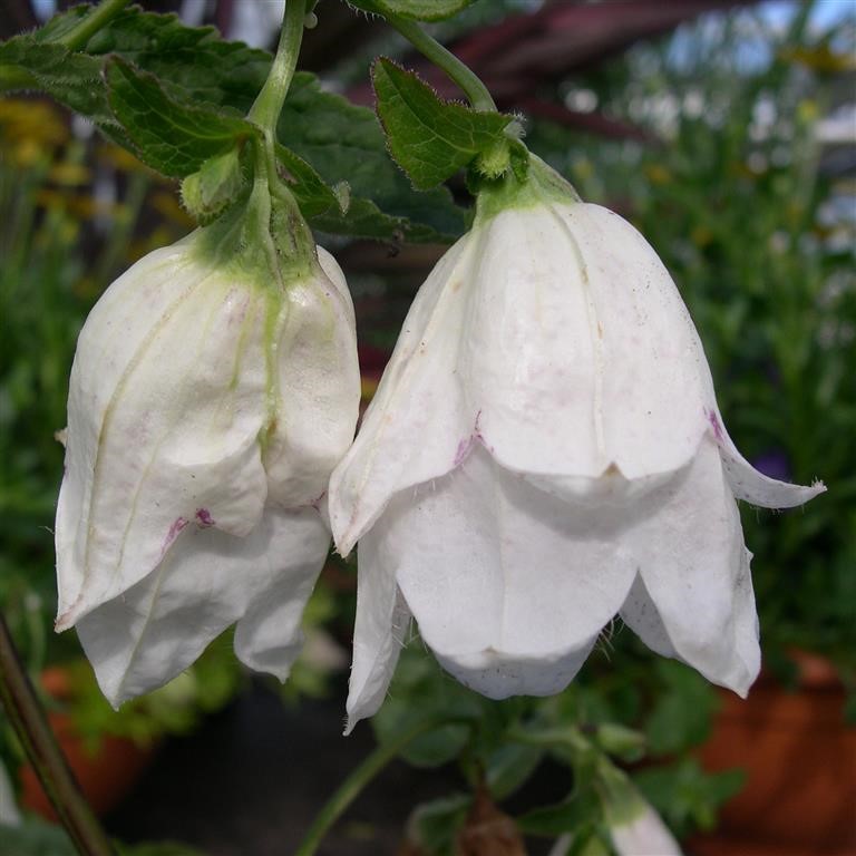 Campanula punctata 'Wedding Bells'