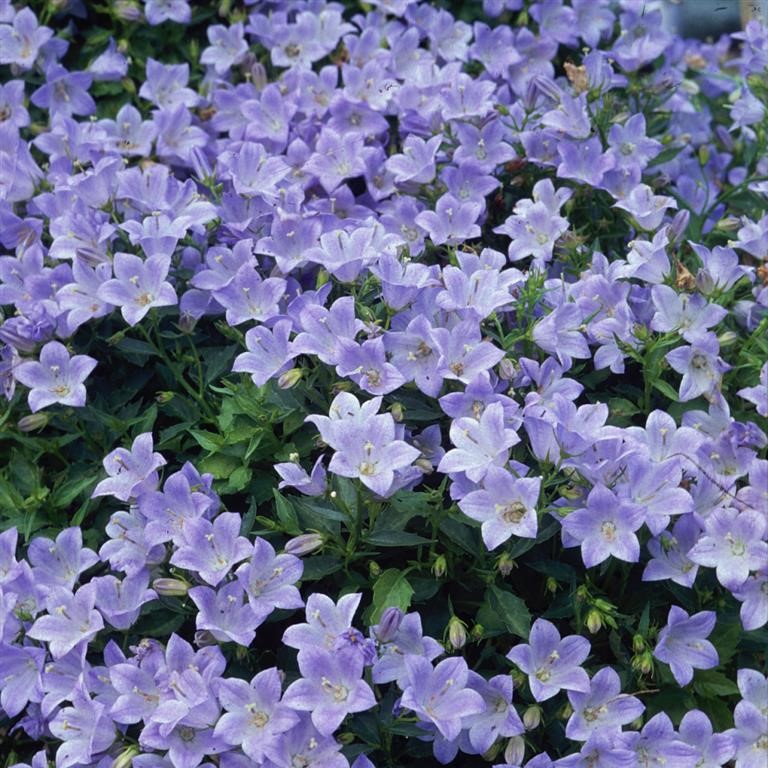 Campanula 'Yvonne'