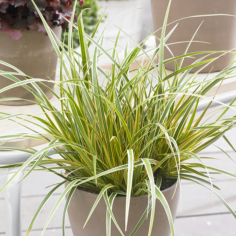 Carex oshimensis 'Everglow' (P)
