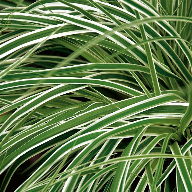 Carex oshimensis 'Everest' (P)