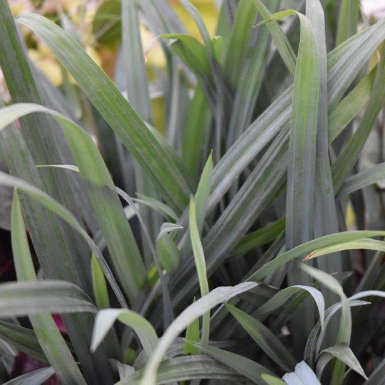 Carex flacca 'Blue Zinger'