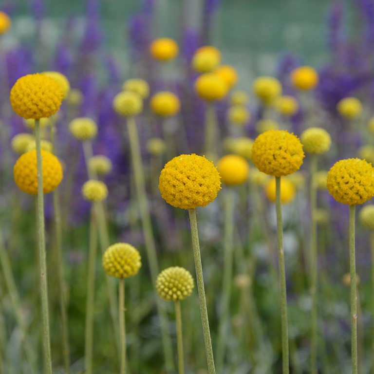 Craspedia 'Golf Beauty' (P)