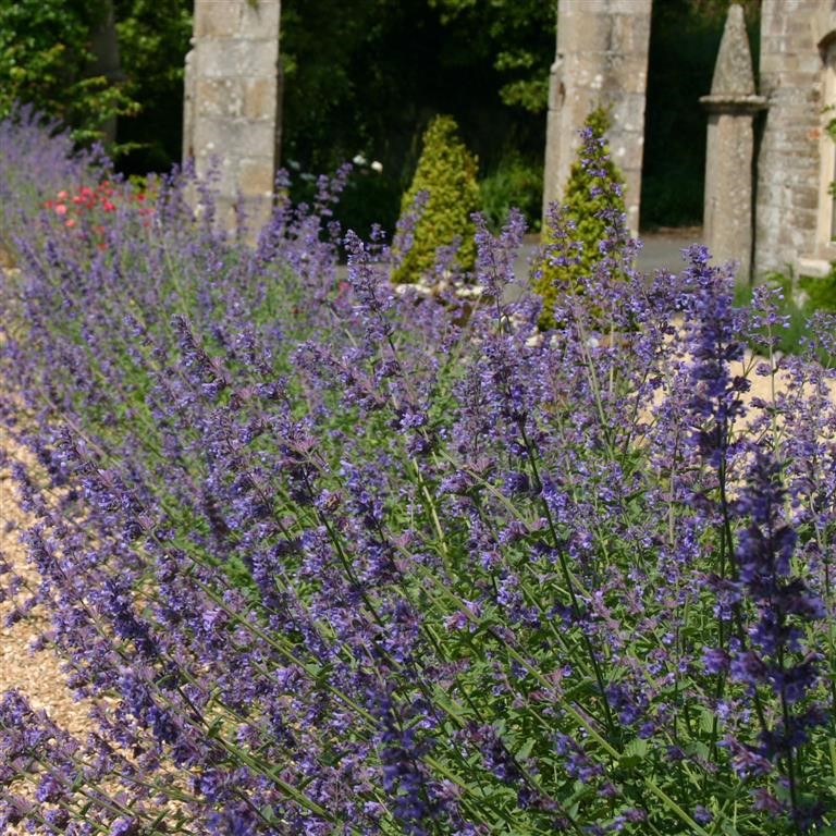 Nepeta fassenii 'Six Hills Giant' (Catmint)