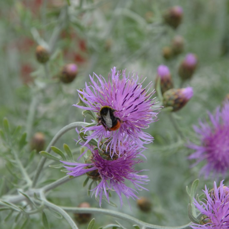 Centaurea 'Silver Feather' (VR)