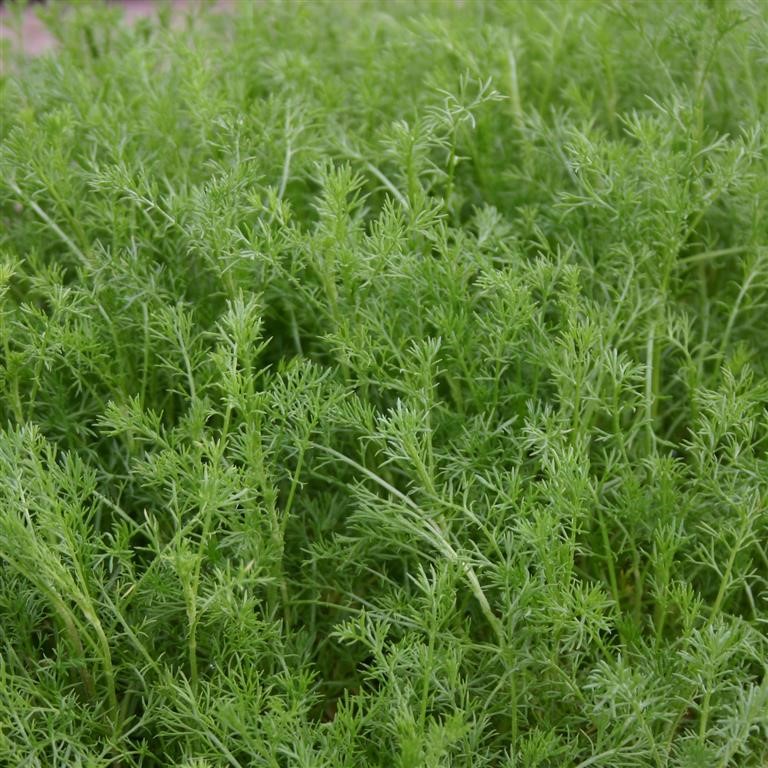 Chamaemelum nobilis (Chamomile, Sweet)
