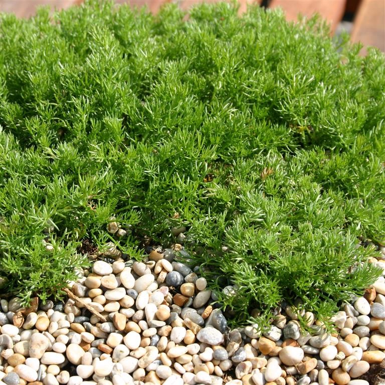Chamaemelum nobilis 'Treneague' (Chamomile, Lawn)