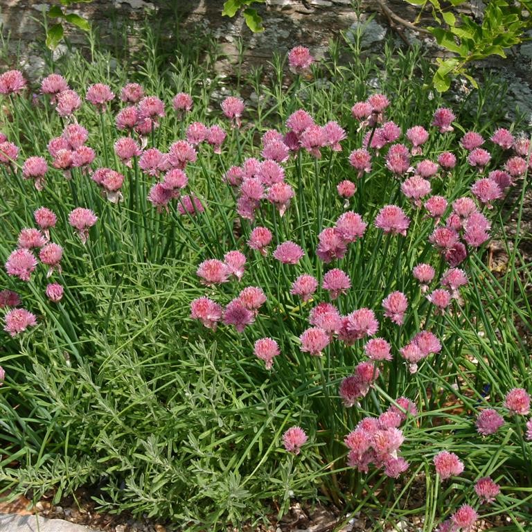 Allium schoenoprasum (Chives)