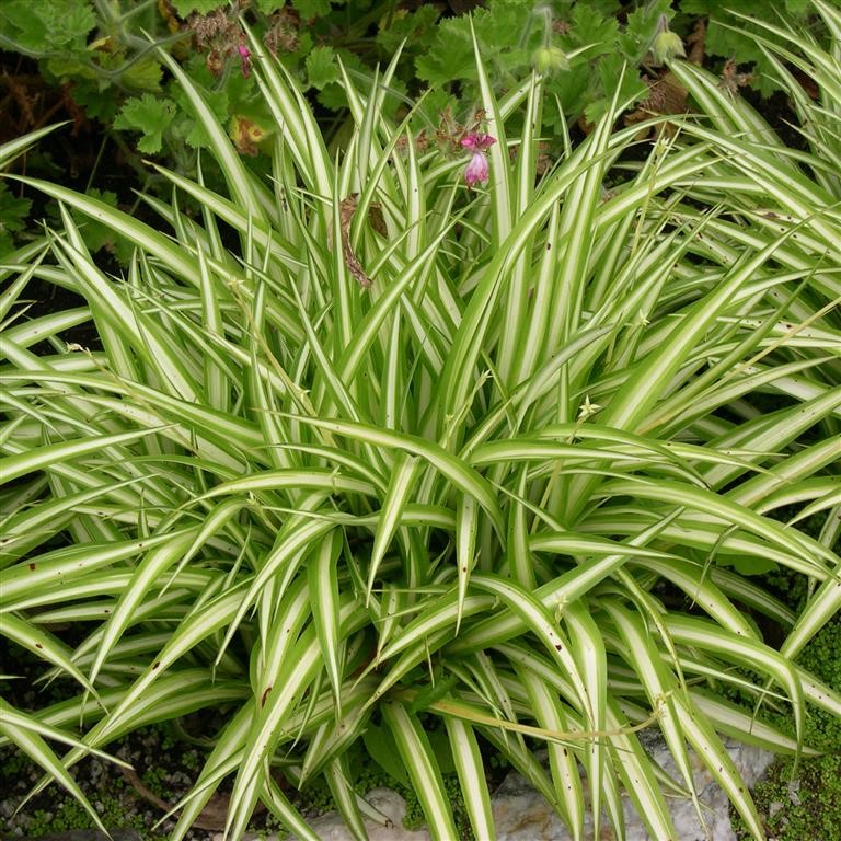 Chlorophytum elatum 'Variegatum'