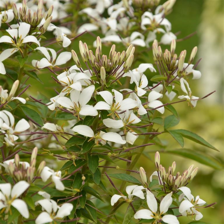 Cleome 'Senorita Blanca' (P)