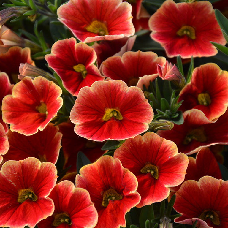Calibrachoa Superbells� Unique 'Blood Orange' (P)