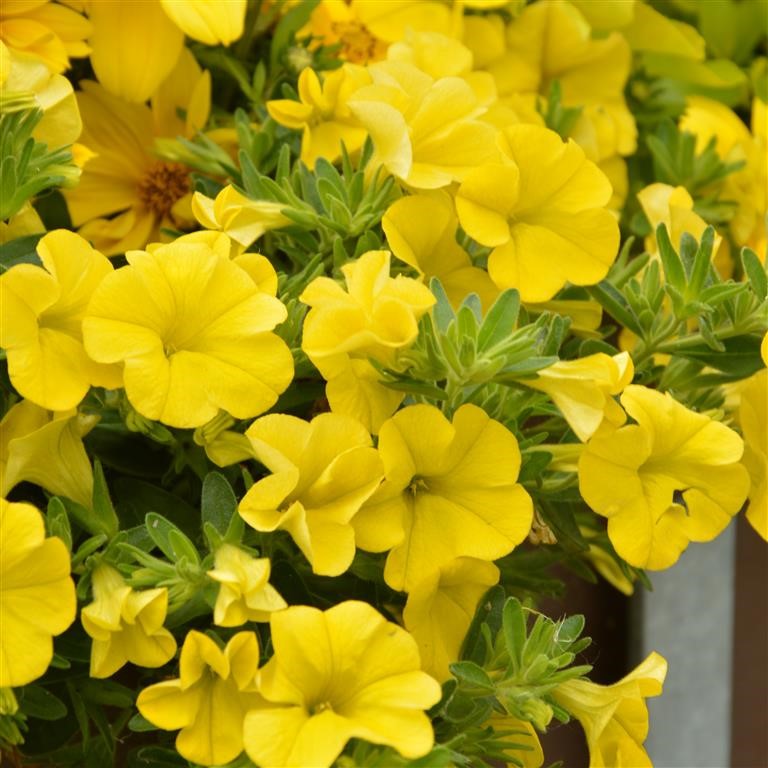 Calibrachoa Superbells Unique 'Golden Yellow' (P)