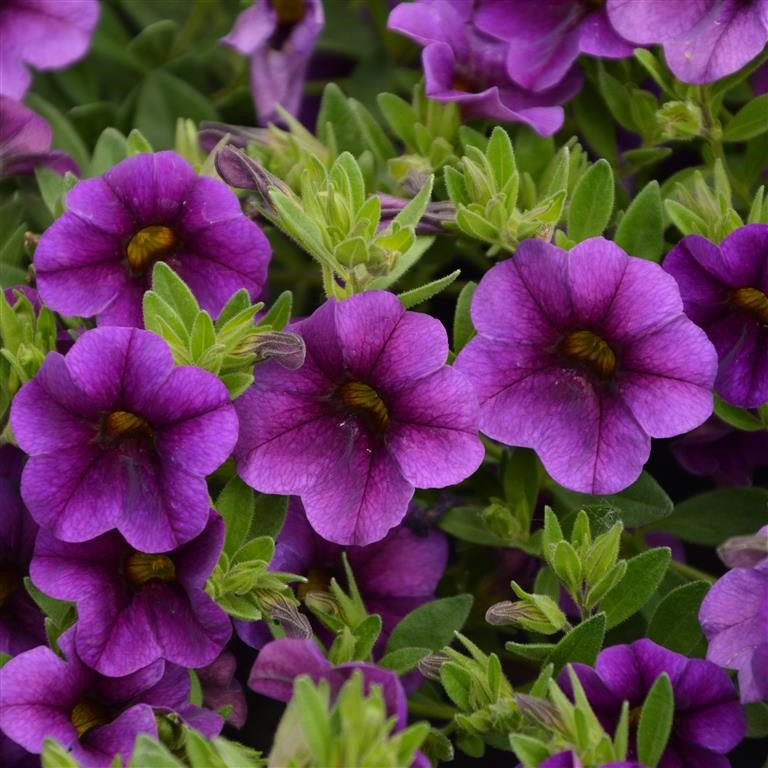 Calibrachoa Superbells® Unique 'Lilac' (P)