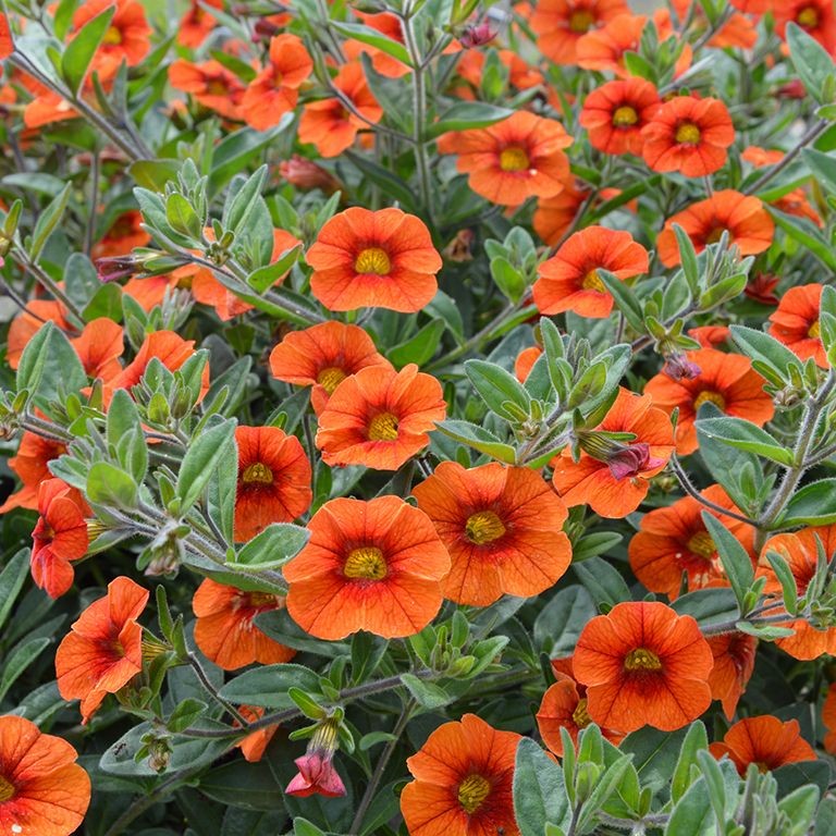 Calibrachoa Superbells� Unique 'Orange' (P)