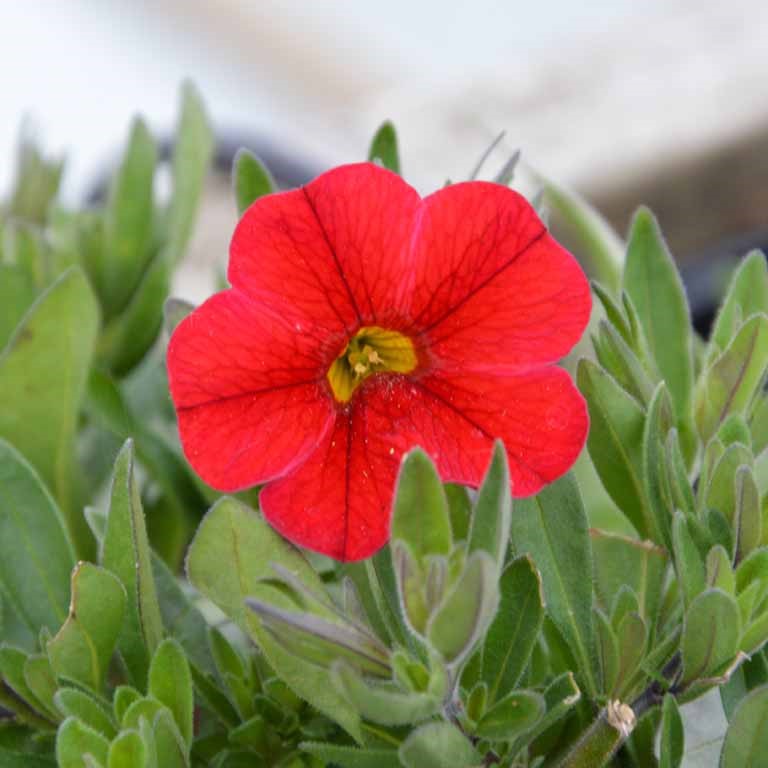 Calibrachoa Superbells� Unique 'Red' (P)