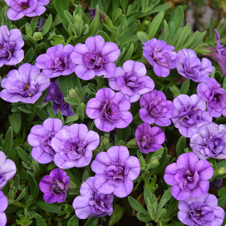 Calibrachoa Unique 'Double Blue' (P)